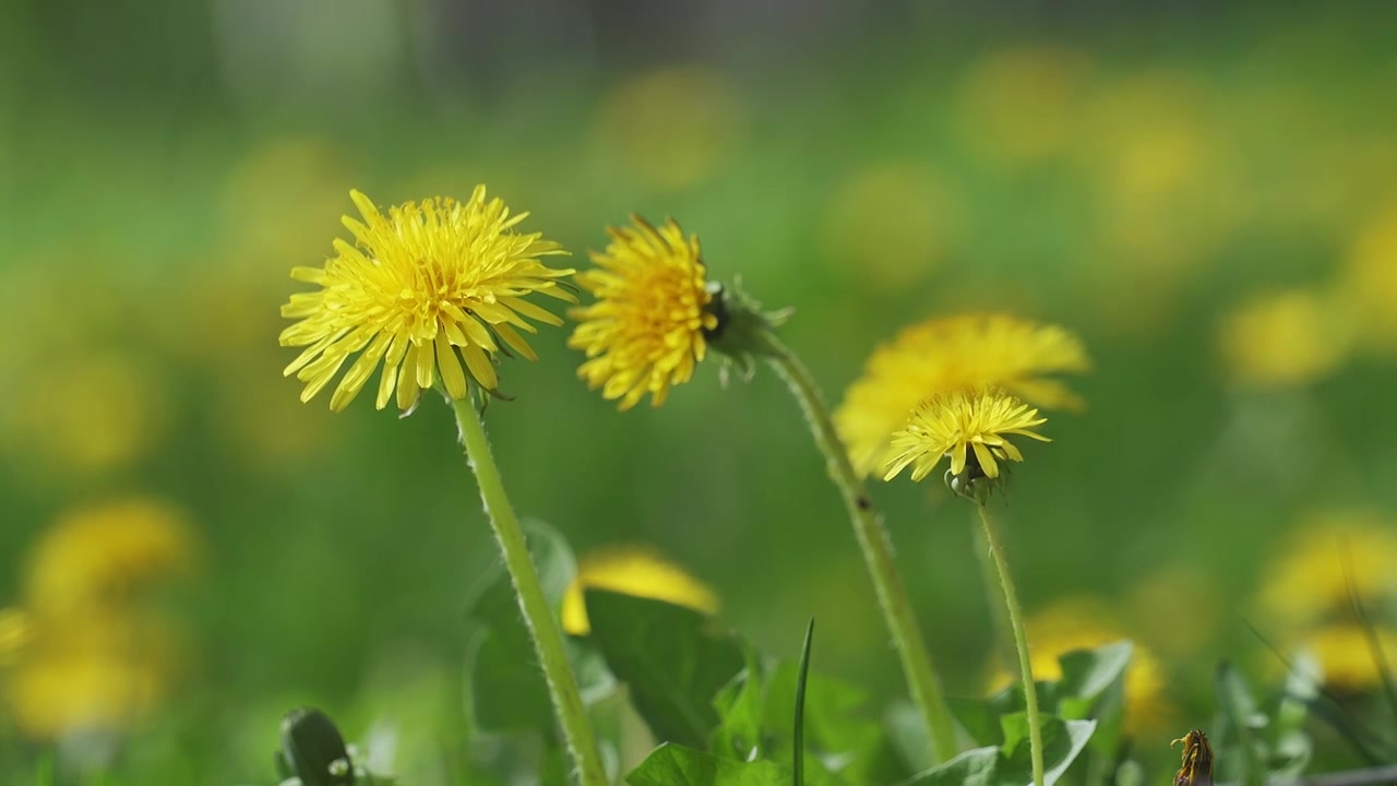 蒲公英草地视频素材