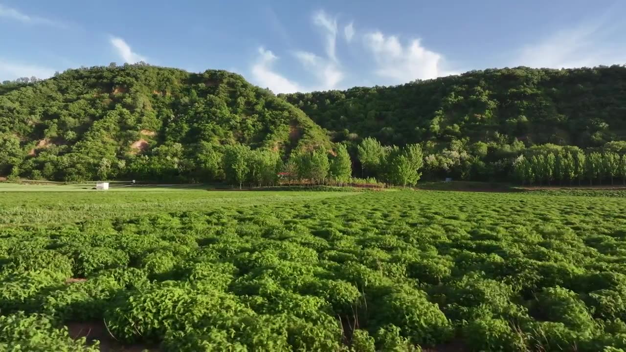 中药材冬凌草农业种植航拍视频素材