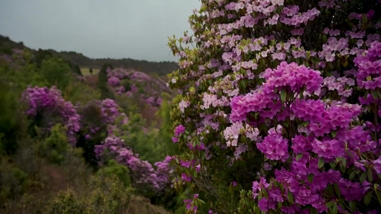 云南兰坪青岩山高山杜鹃花花海风光视频素材