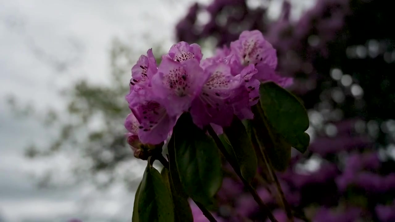 云南兰坪青岩山高山杜鹃花花海风光视频下载