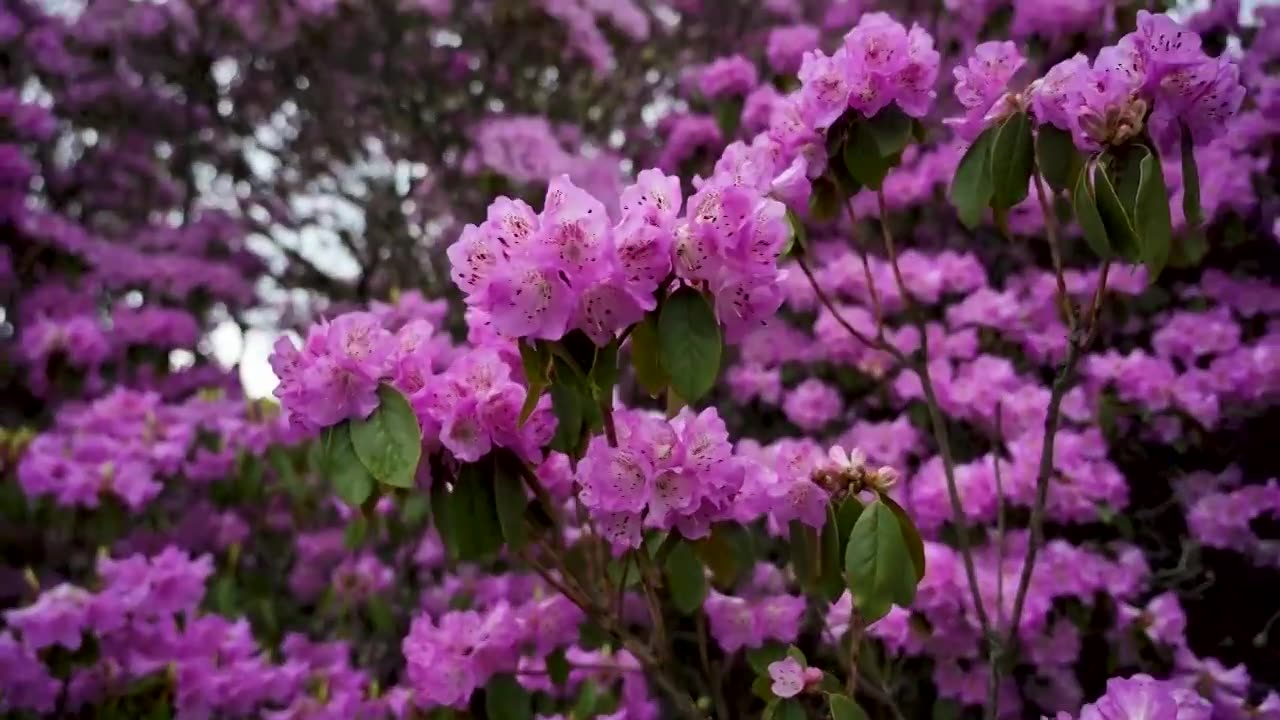 云南兰坪青岩山高山杜鹃花花海风光视频下载