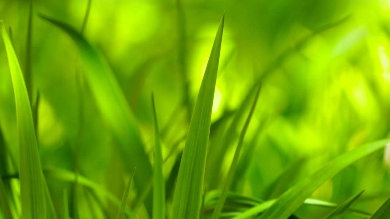 春天绿草植物萌发新绿，在阳光照耀下生机勃勃，随风轻舞视频素材