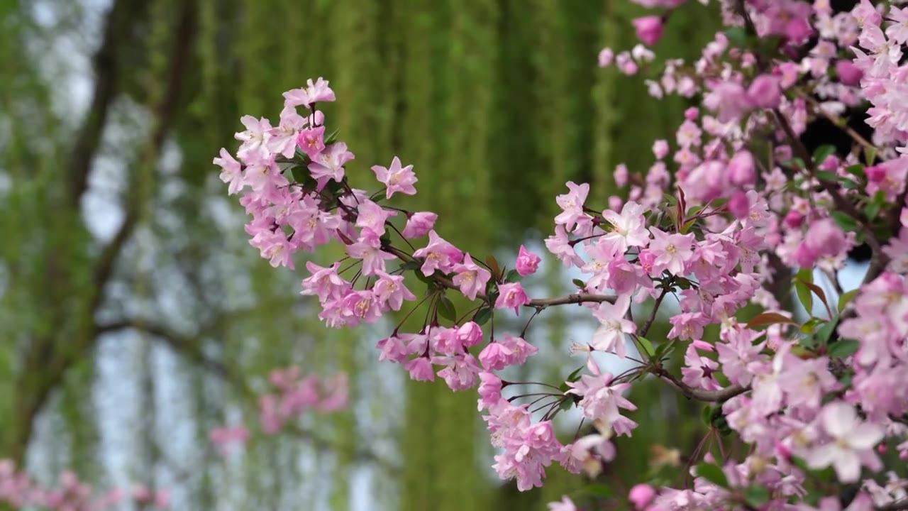 南京莫愁湖海棠花视频素材