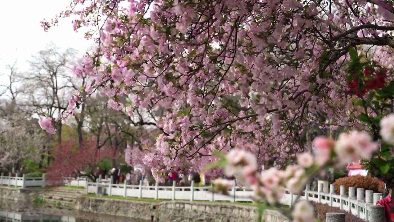 南京莫愁湖海棠花视频素材