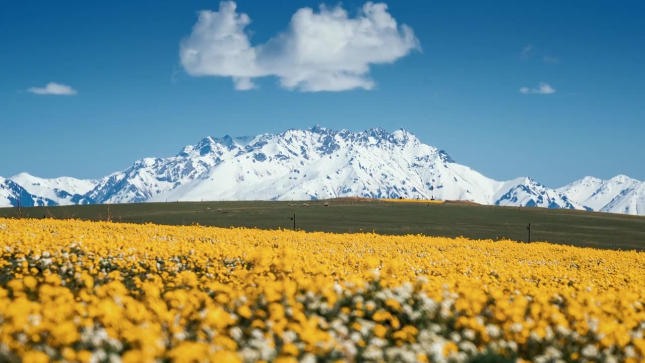 雪山下的花海延时视频素材