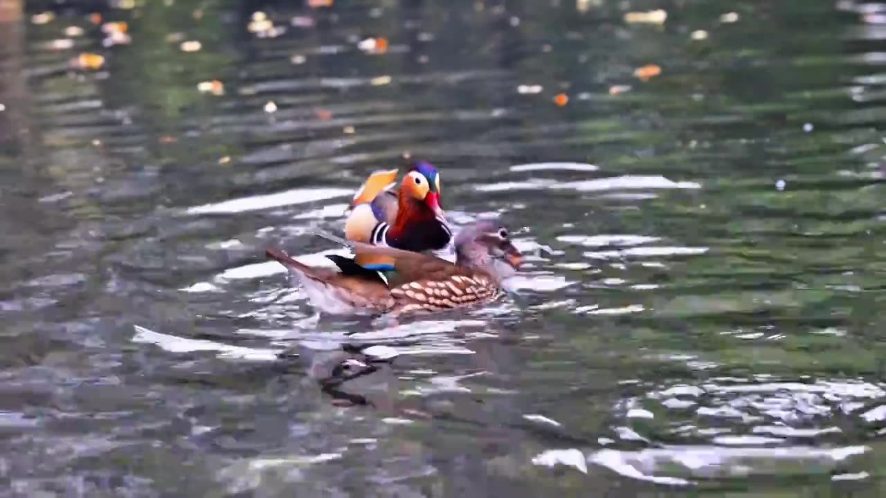 郁金香花海 | 杭州太子湾公园视频素材