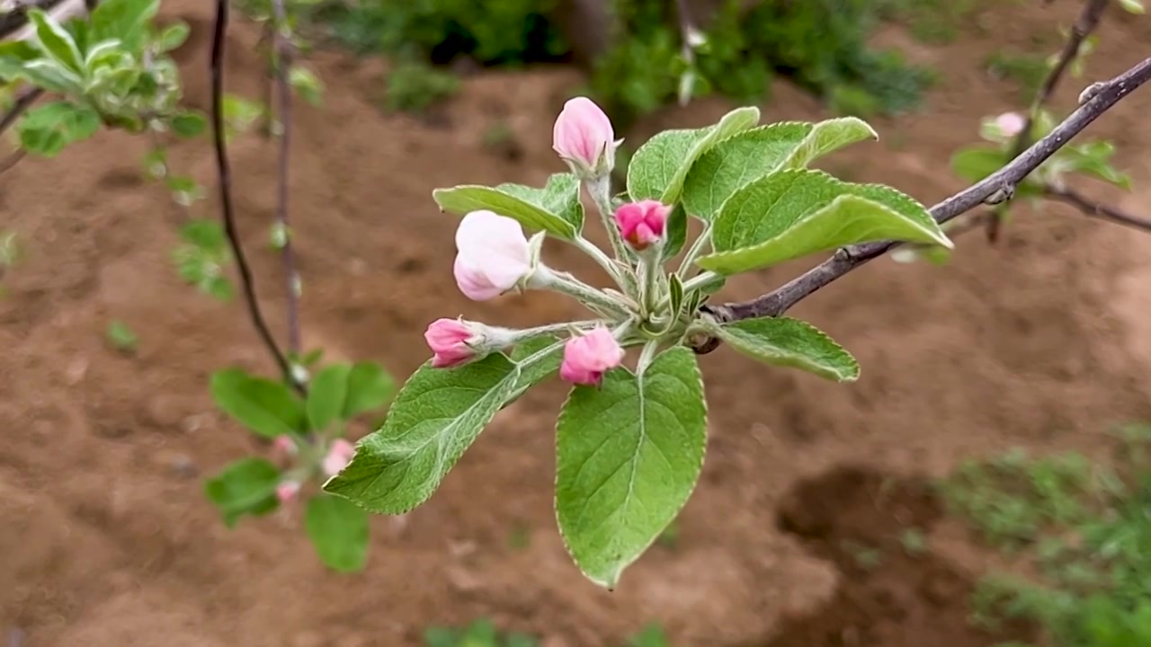 马上盛开的苹果花视频素材