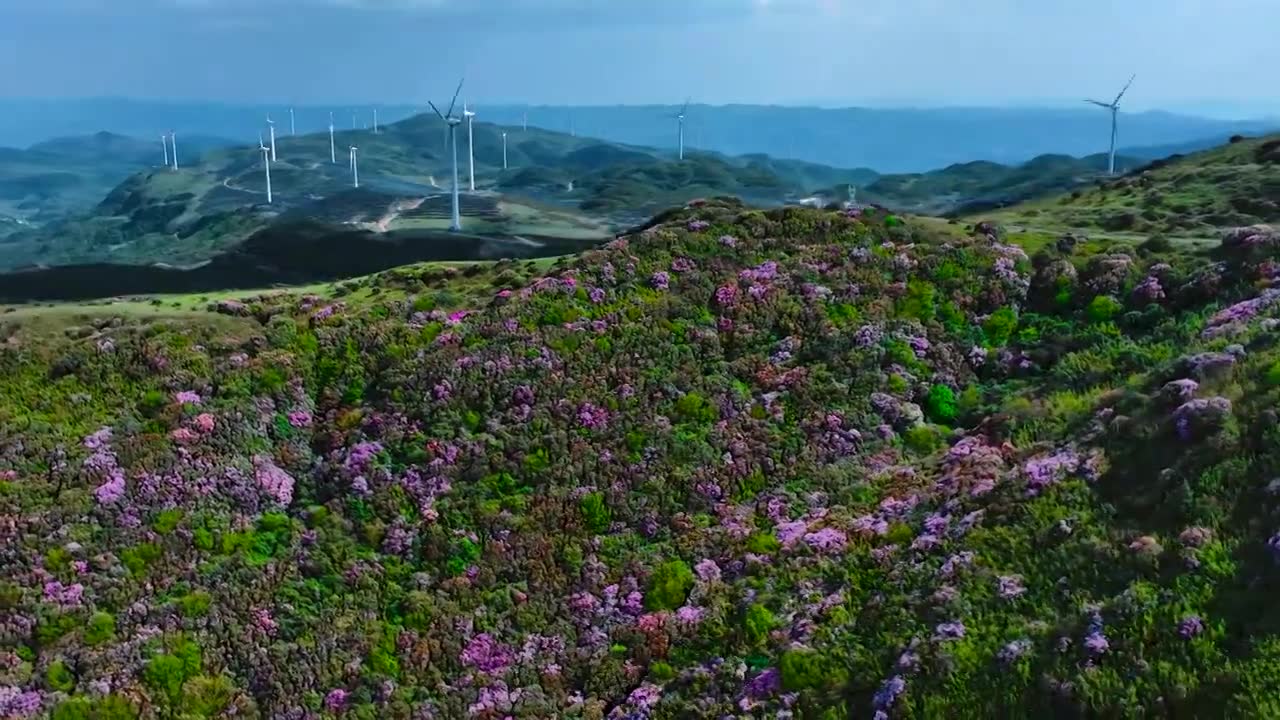 威宁百草坪杜鹃花蓝天白云草场视频素材