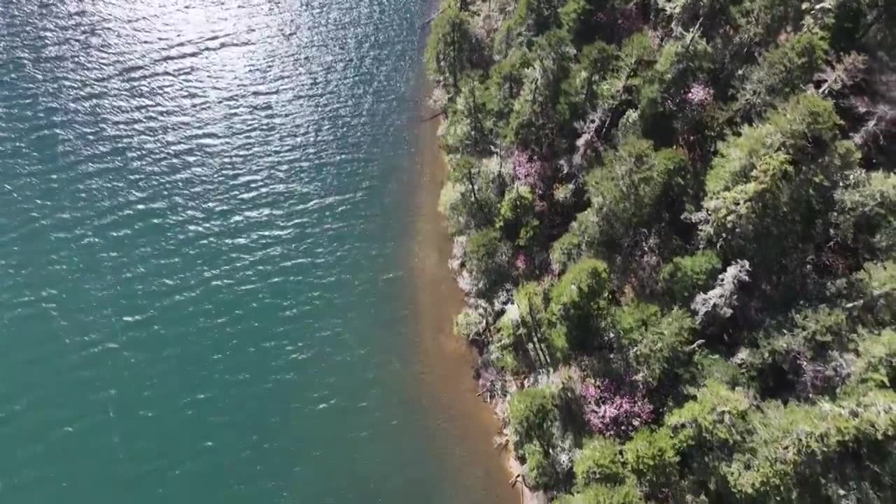 香格里拉高山杜鹃盛开视频素材