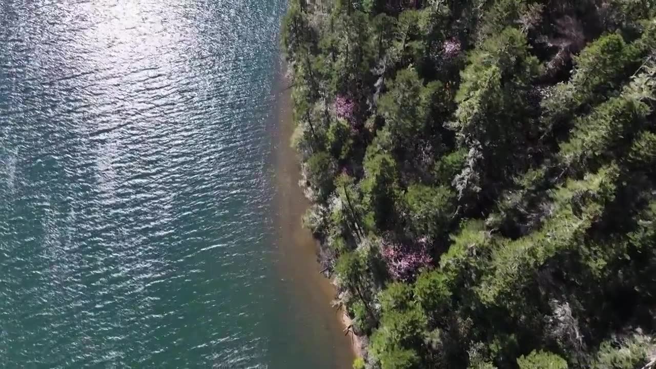 香格里拉高山杜鹃盛开视频素材