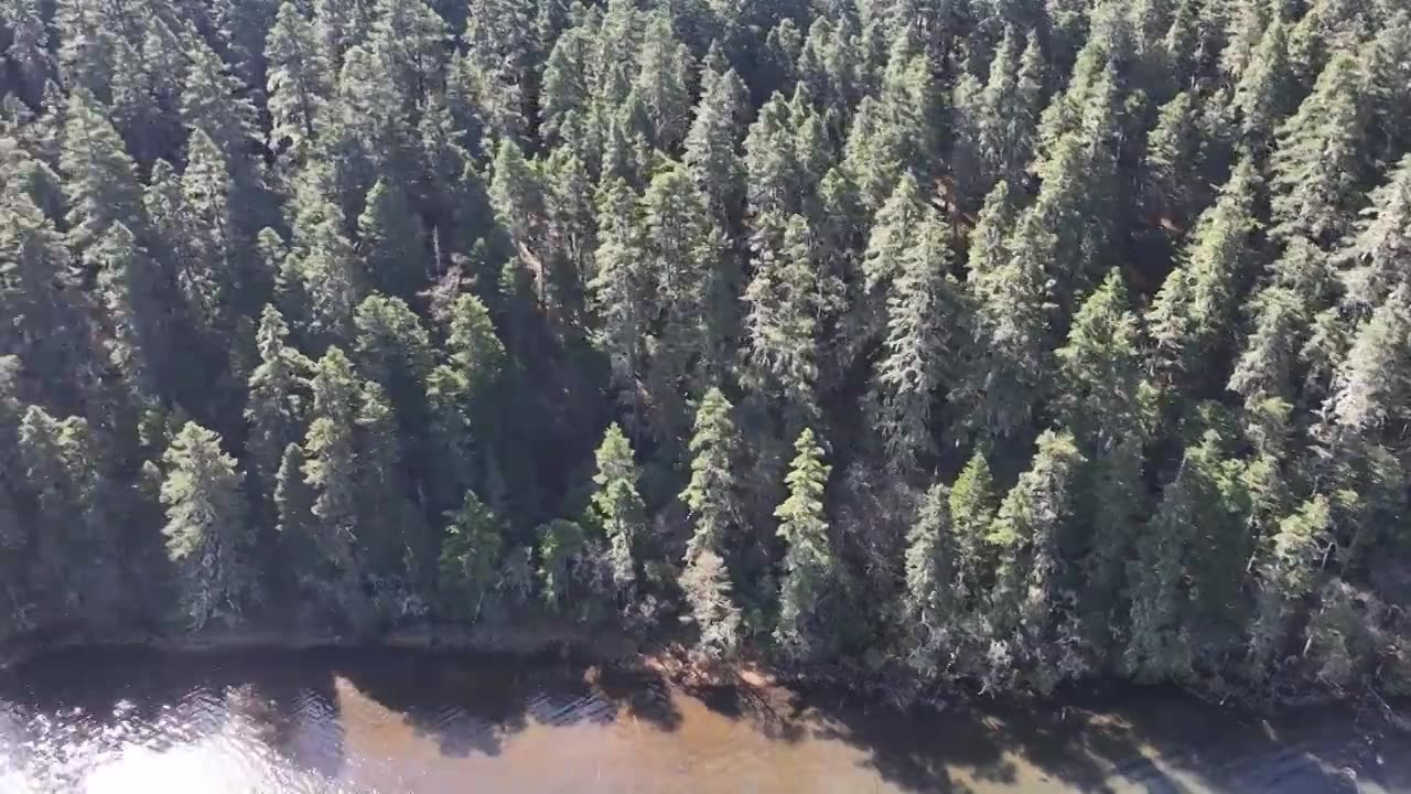 香格里拉高山杜鹃盛开视频素材