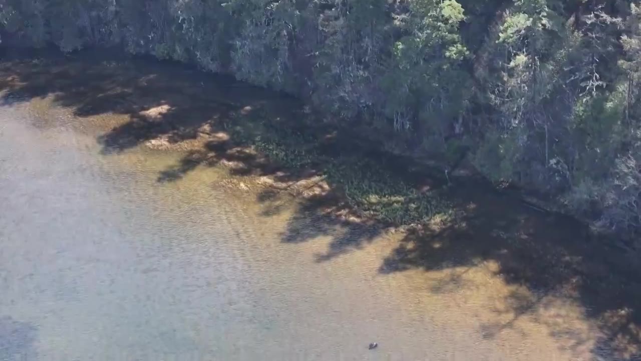 香格里拉高山杜鹃盛开视频下载