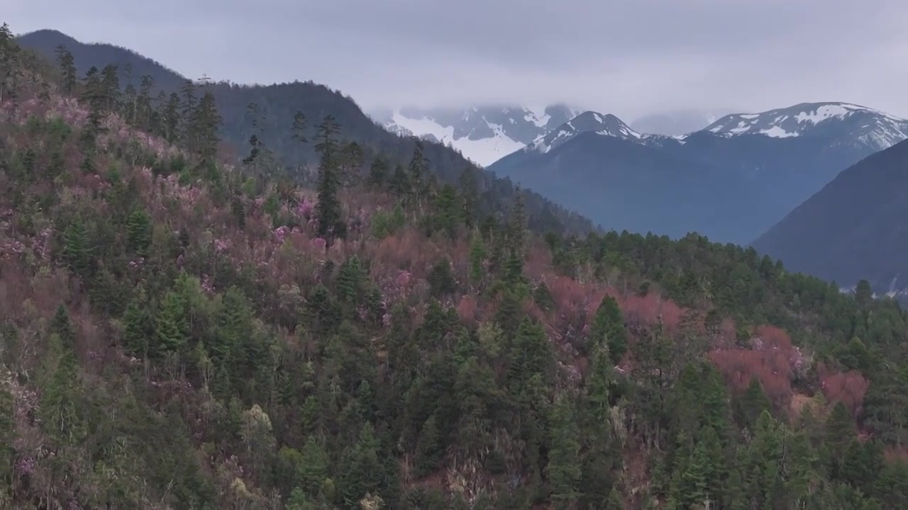 香格里拉高山杜鹃盛开视频下载