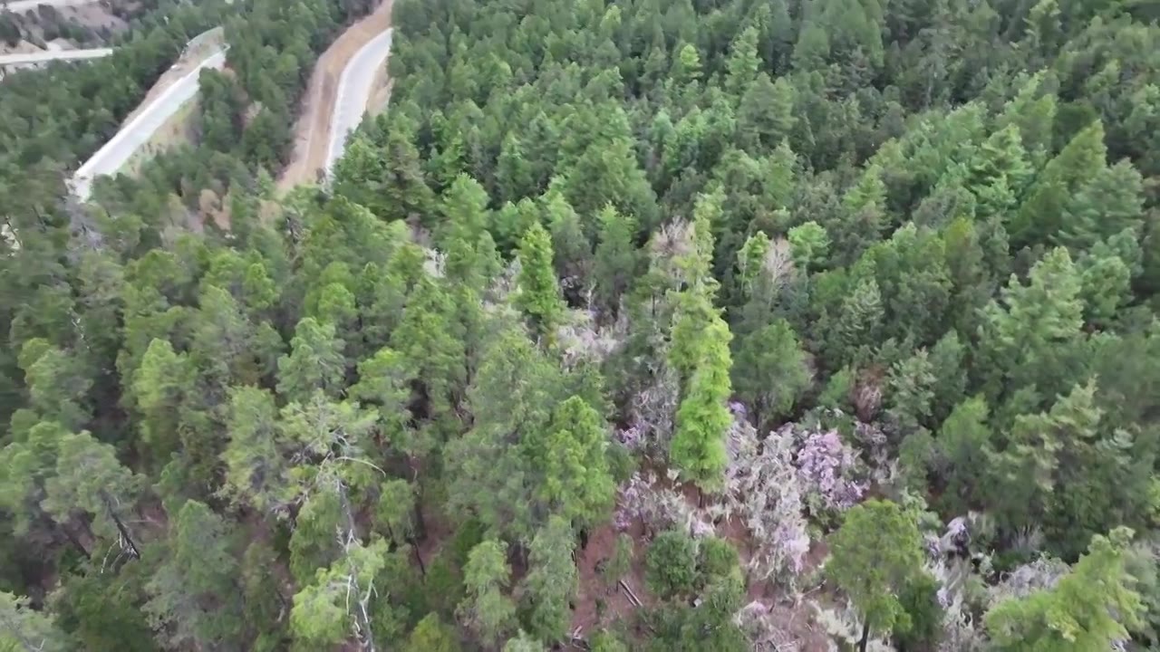 香格里拉高山杜鹃盛开视频下载