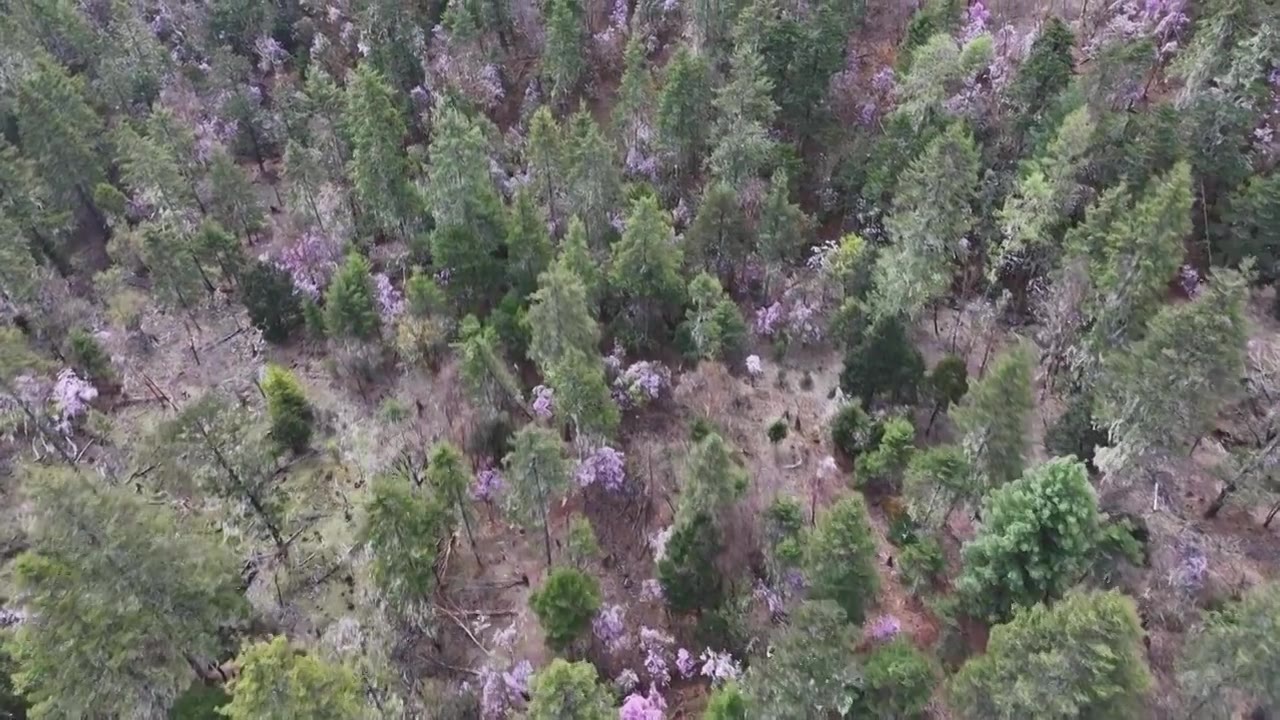 香格里拉高山杜鹃盛开视频下载