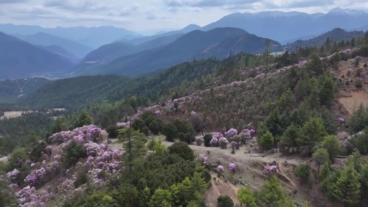 香格里拉高山杜鹃盛开视频下载