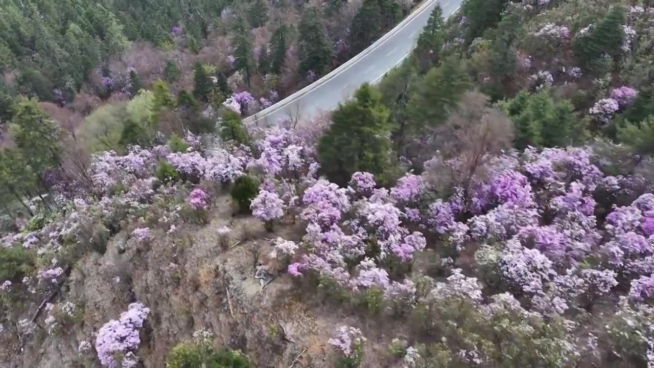 香格里拉高山杜鹃盛开视频素材