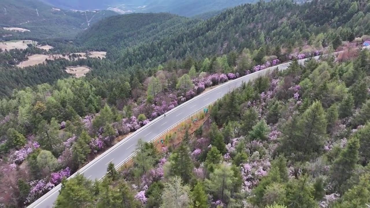 香格里拉高山杜鹃盛开视频素材