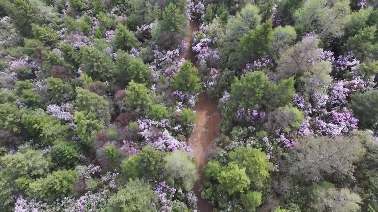 香格里拉高山杜鹃盛开视频素材