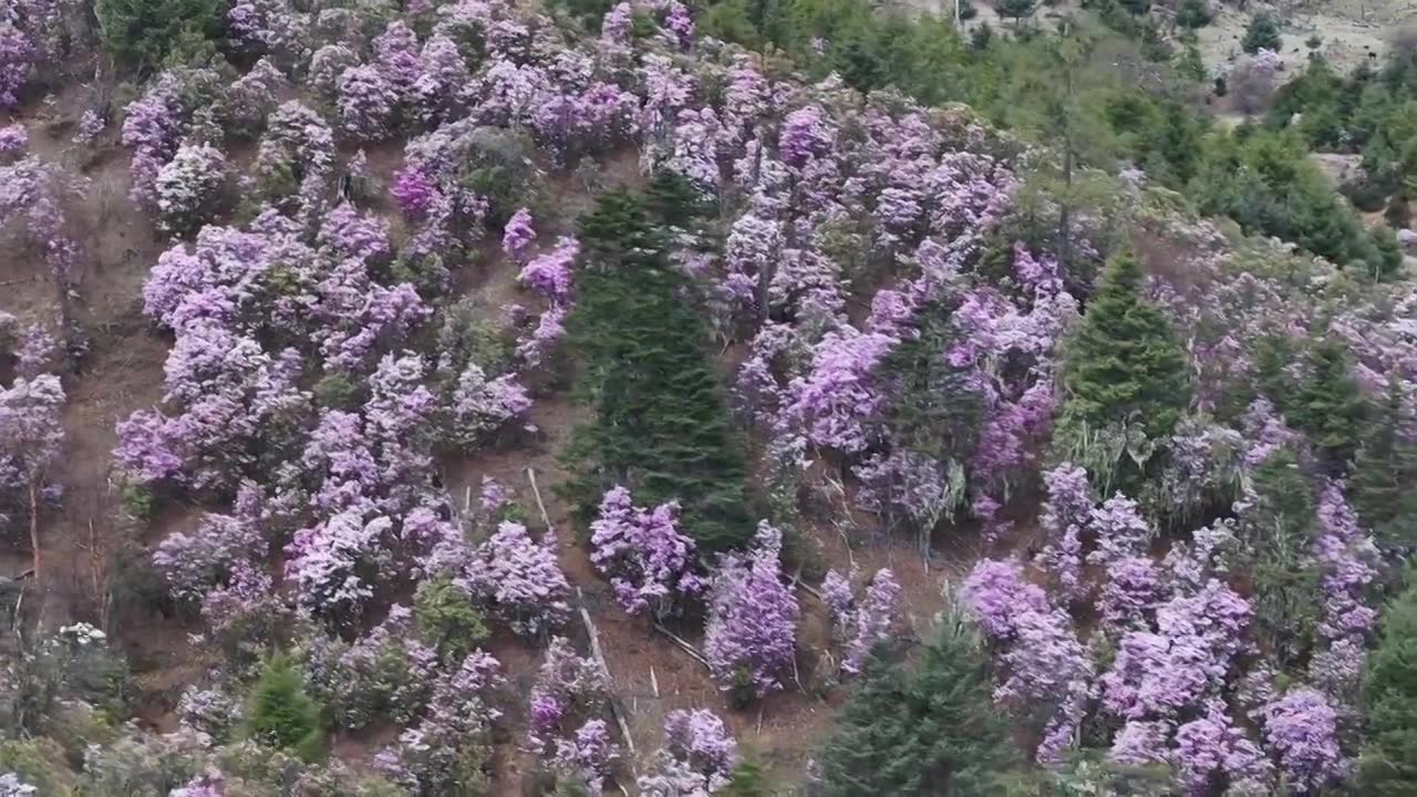 香格里拉高山杜鹃盛开视频下载