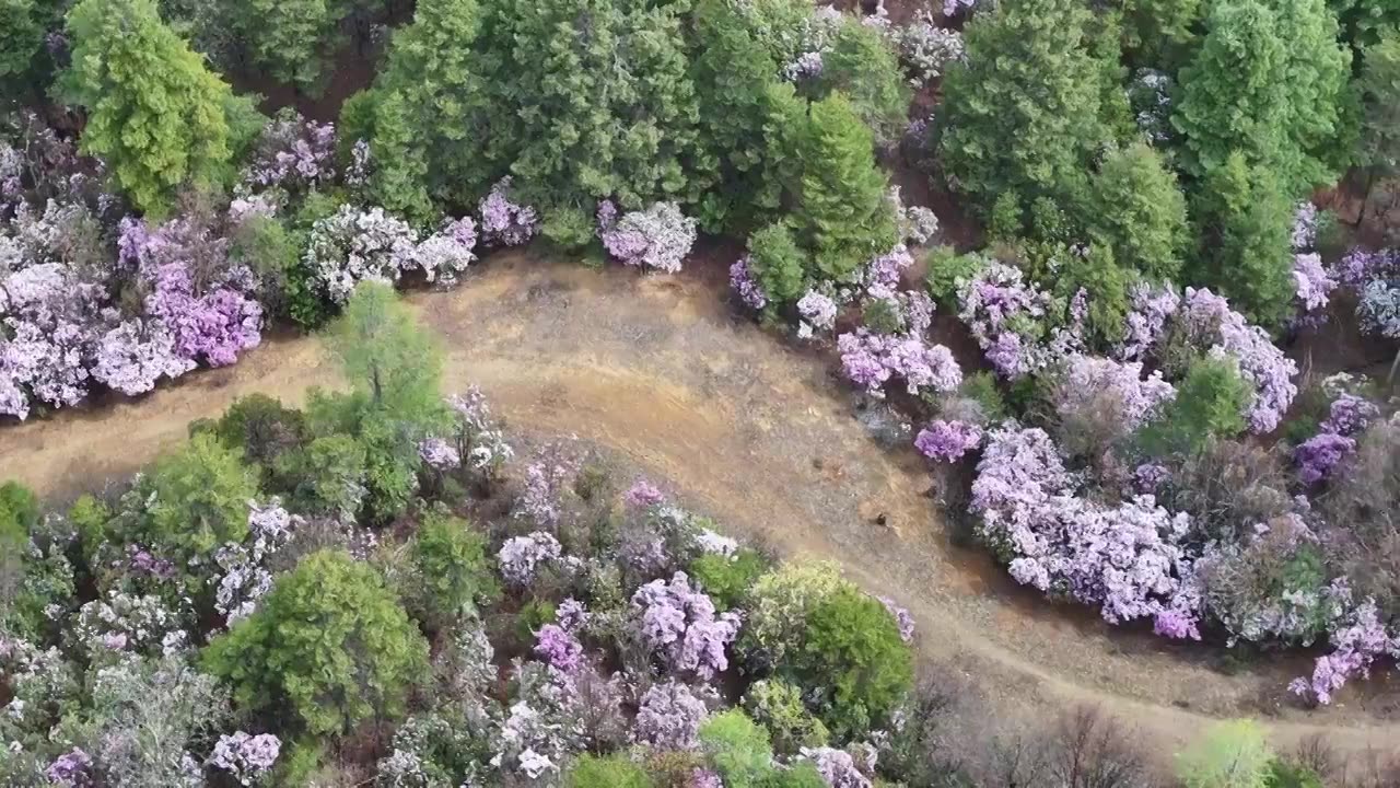 香格里拉高山杜鹃盛开视频下载