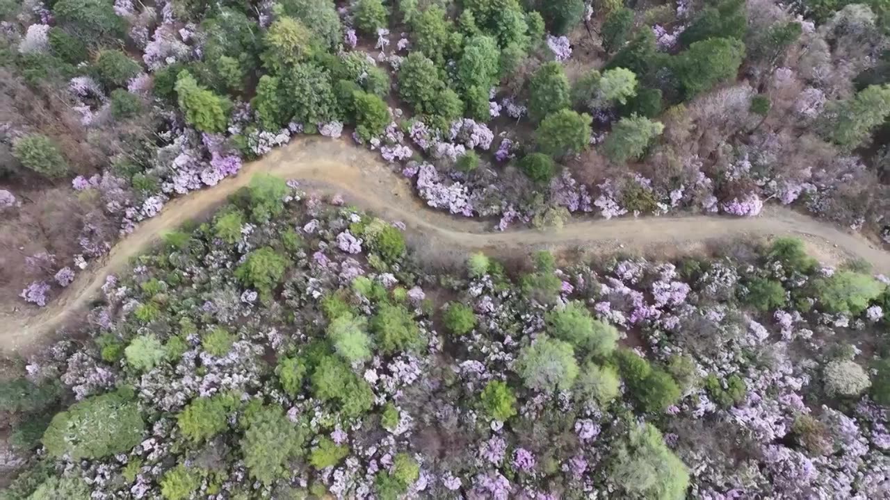 香格里拉高山杜鹃盛开视频下载