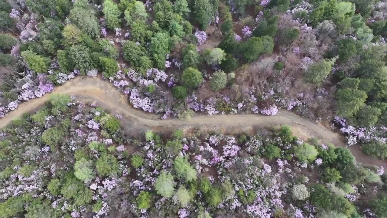 香格里拉高山杜鹃盛开视频素材