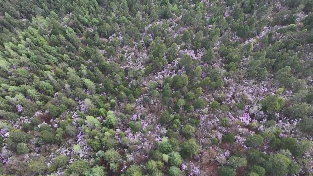 香格里拉高山杜鹃盛开视频下载