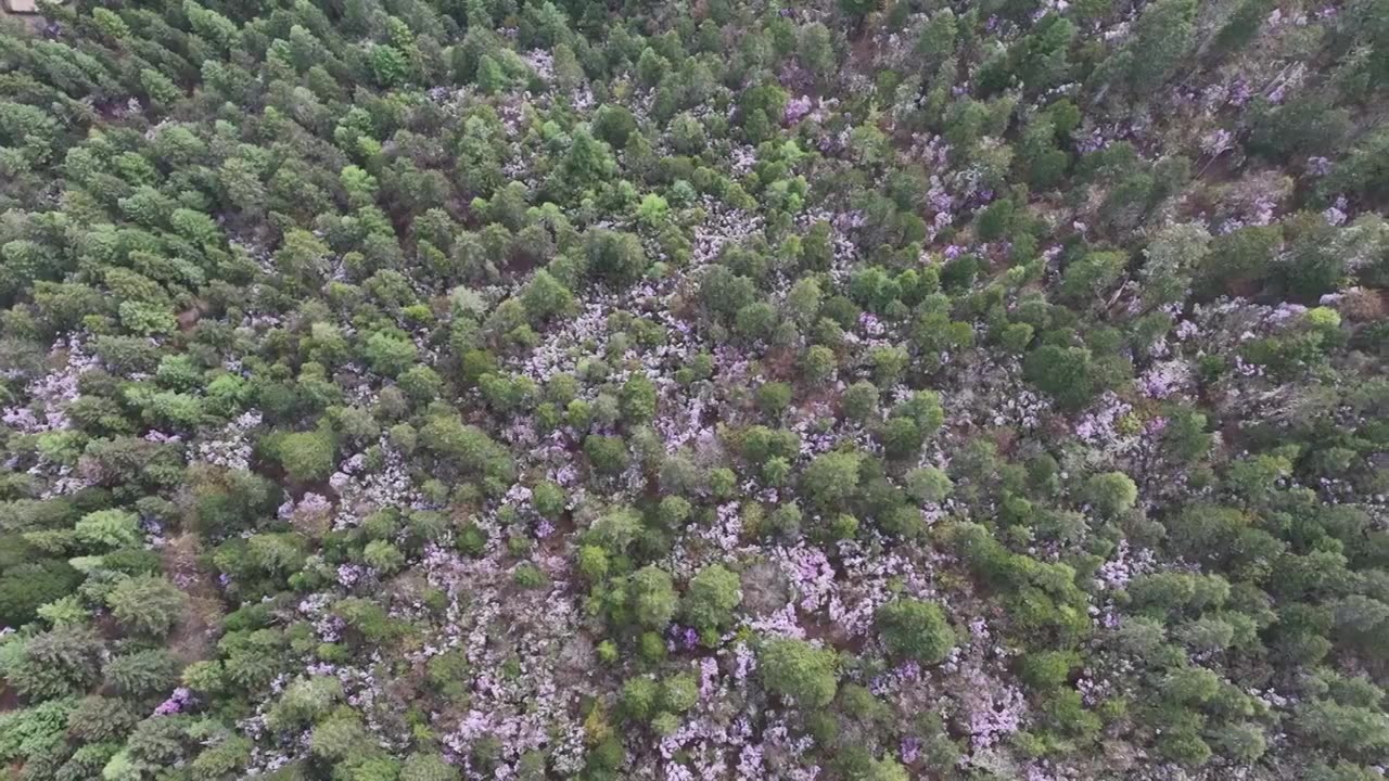 香格里拉高山杜鹃盛开视频素材