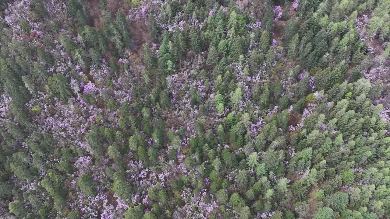 香格里拉高山杜鹃盛开视频下载