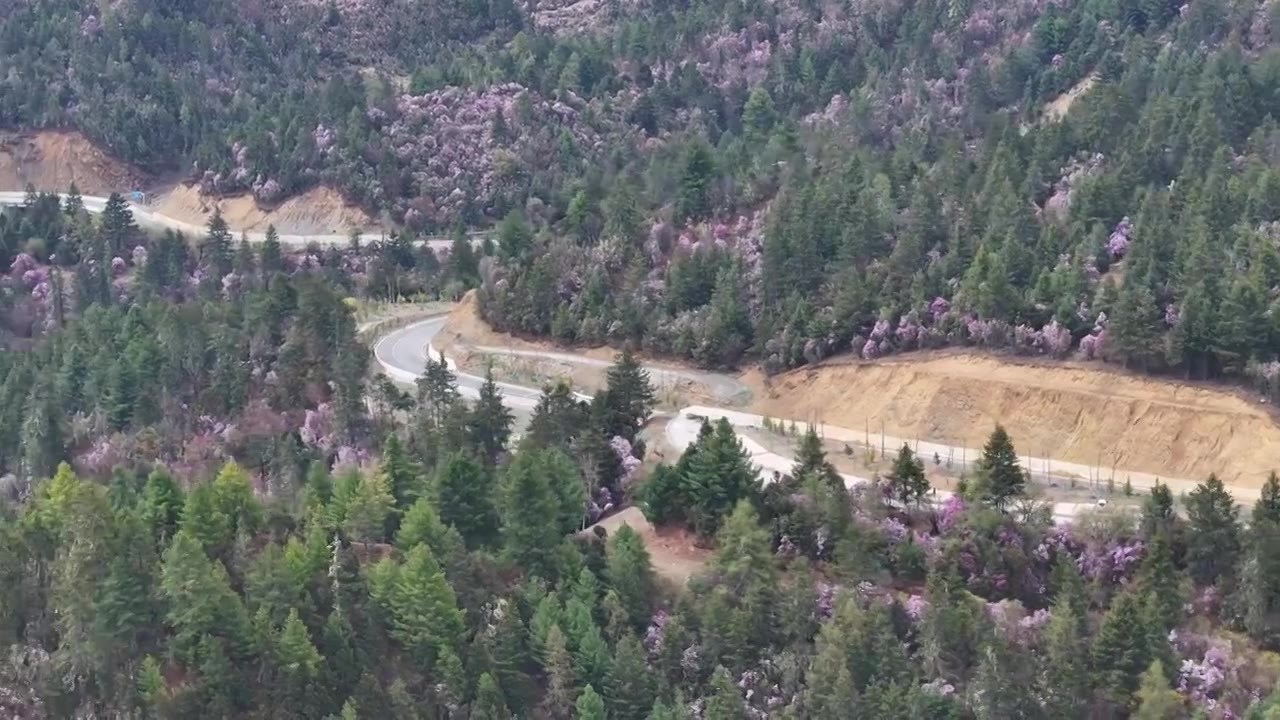 香格里拉高山杜鹃盛开视频下载