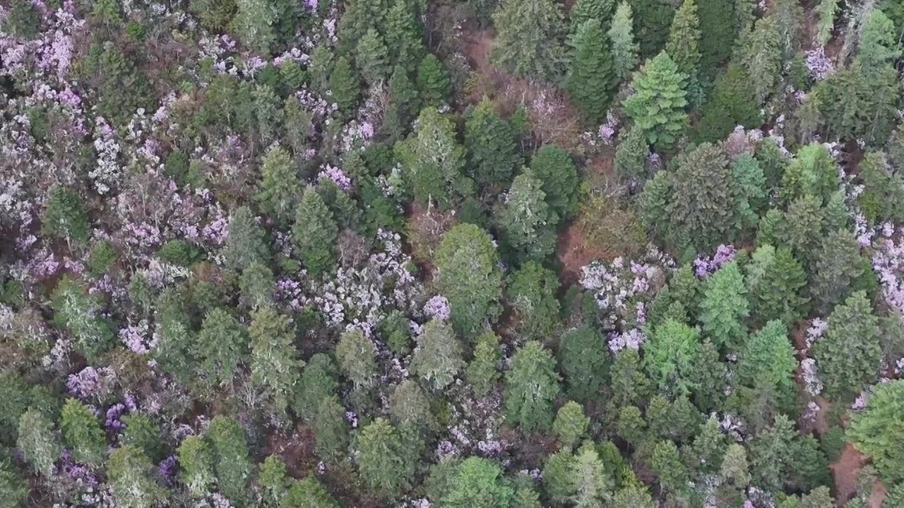 香格里拉高山杜鹃盛开视频下载