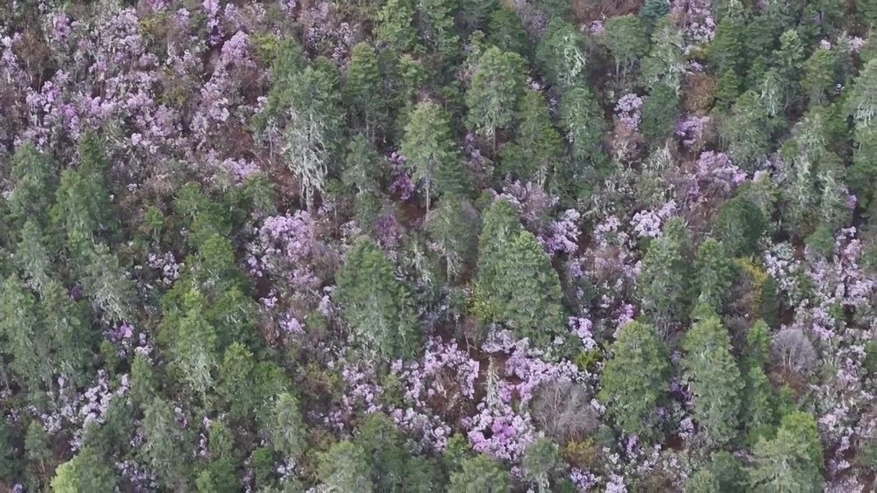 香格里拉高山杜鹃盛开视频下载