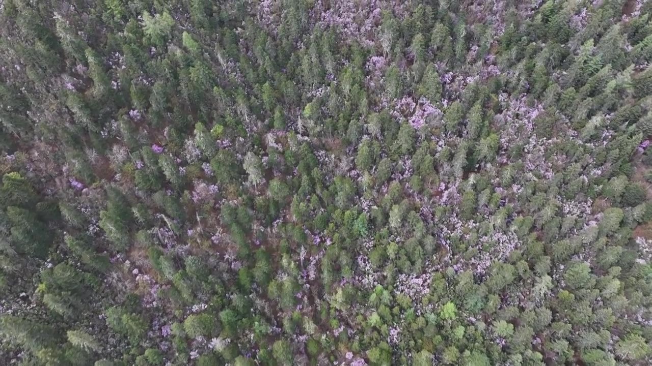 香格里拉高山杜鹃盛开视频素材