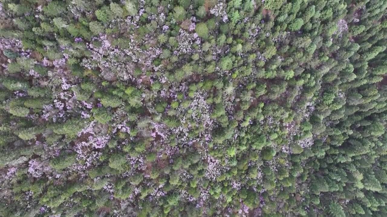 香格里拉高山杜鹃盛开视频下载