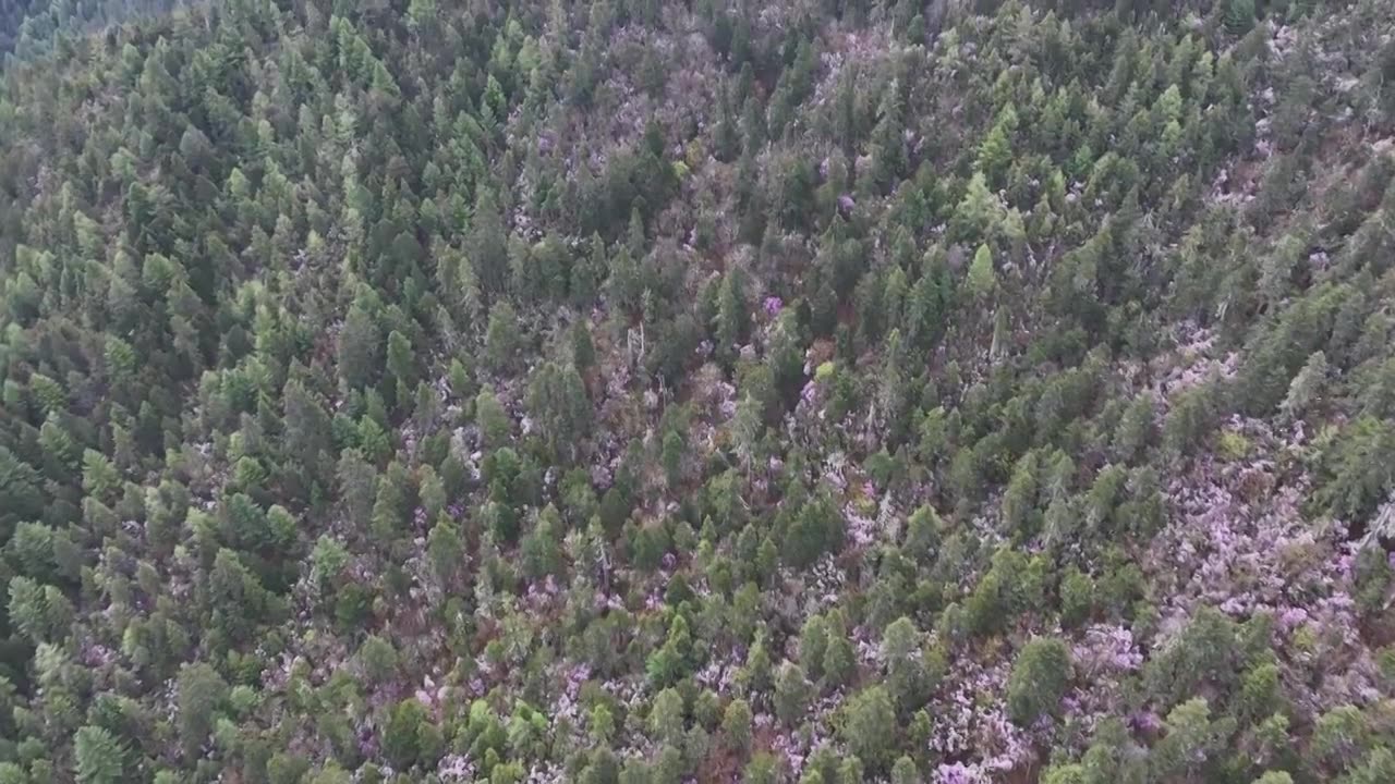 香格里拉高山杜鹃盛开视频下载