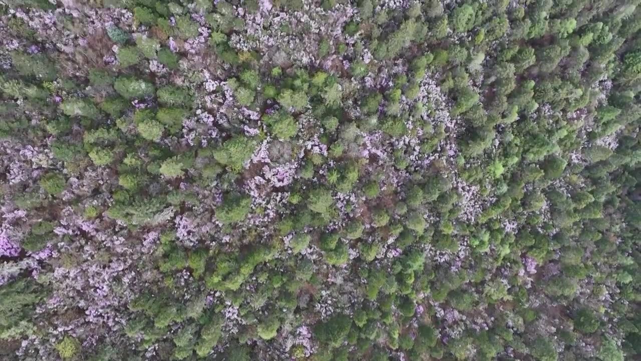 香格里拉高山杜鹃盛开视频素材