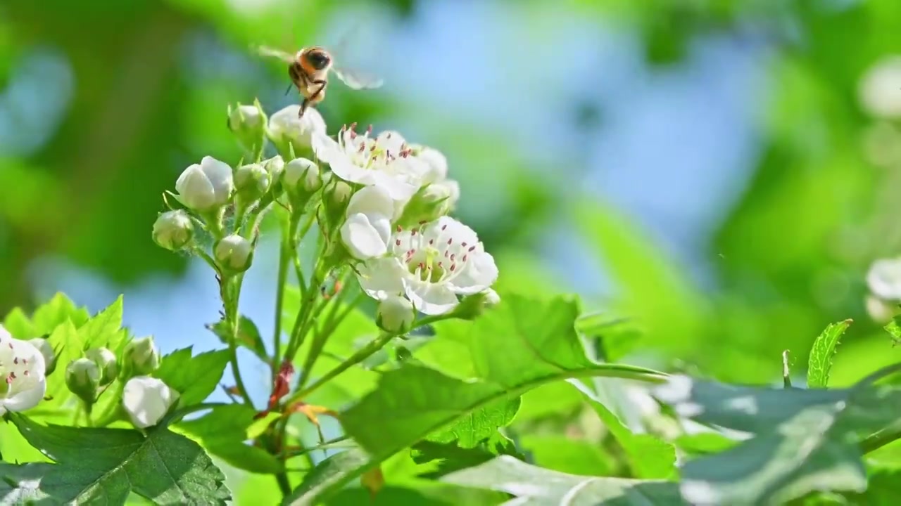 春天阳光下生长盛开白花的山楂树与蜜蜂采蜜视频素材