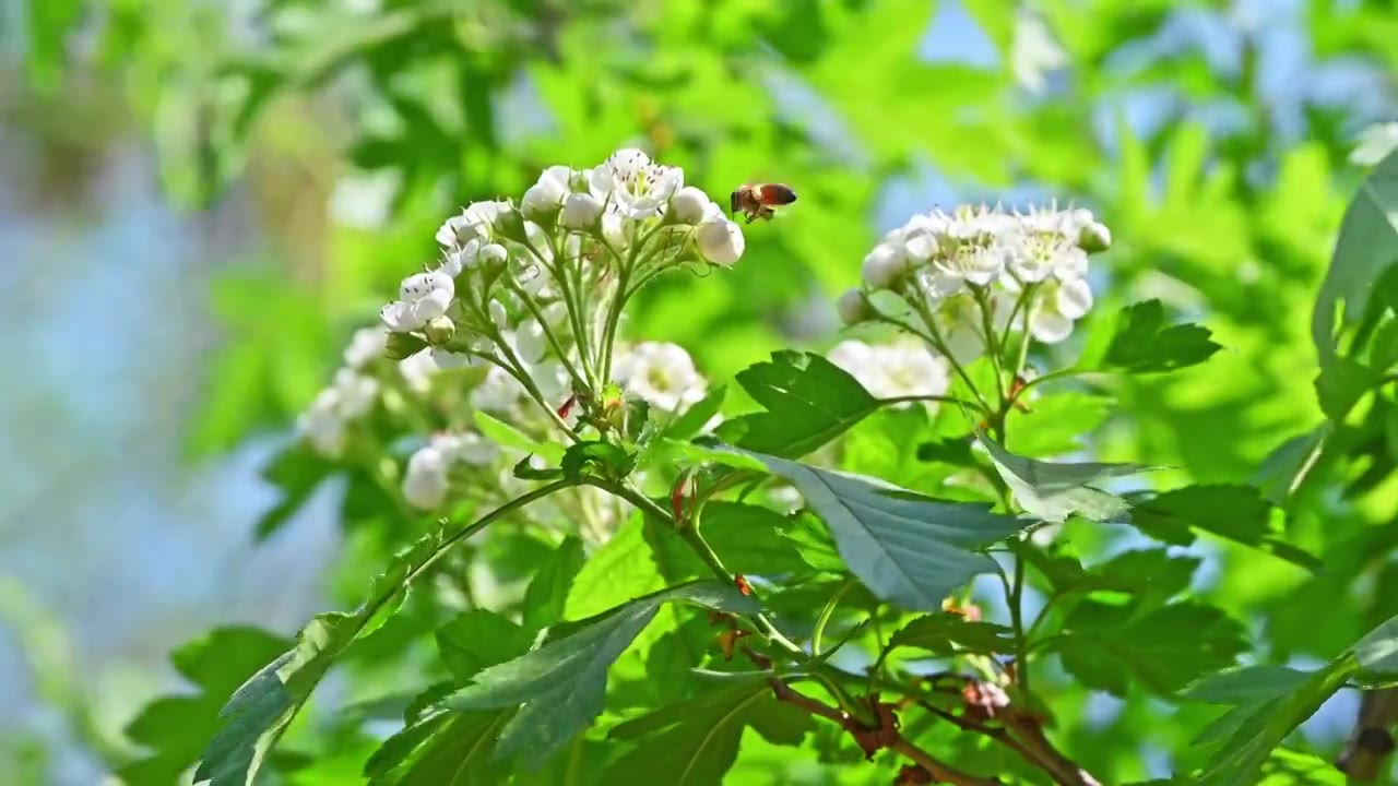 春天阳光下生长盛开白花的山楂树与蜜蜂采蜜视频素材