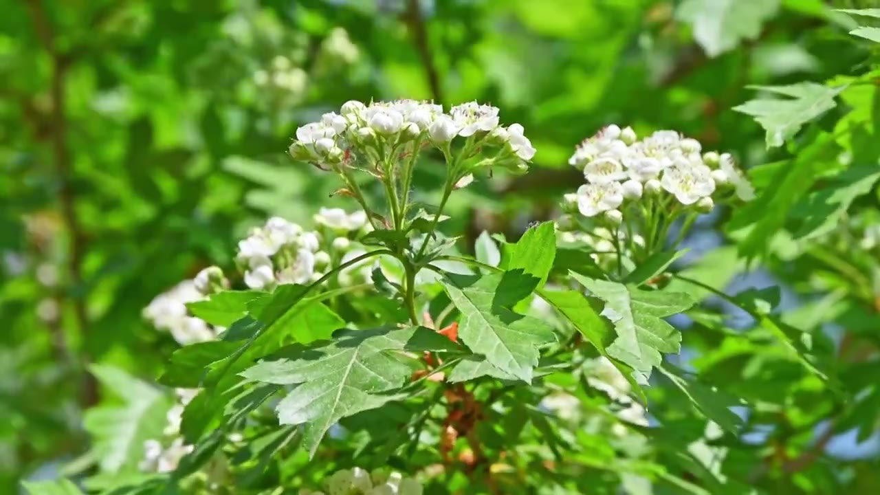 春天阳光下生长盛开白花的山楂树与蜜蜂采蜜视频素材