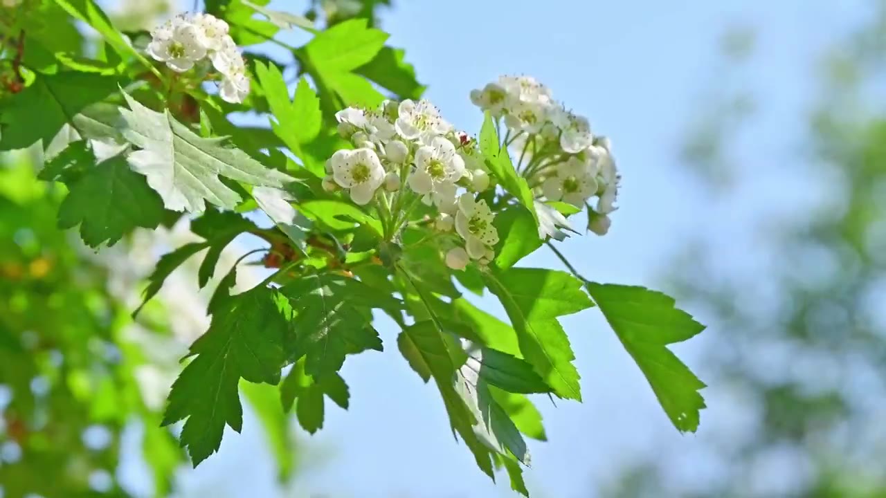 春天阳光下生长盛开白花的山楂树与蜜蜂采蜜视频素材