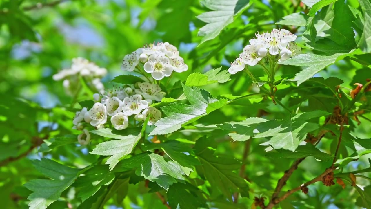 春天阳光下生长盛开白花的山楂树与蜜蜂采蜜视频素材