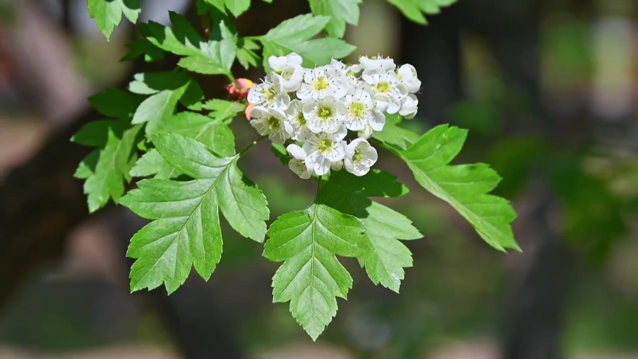 春天阳光下生长盛开白花的山楂树与蜜蜂采蜜视频素材