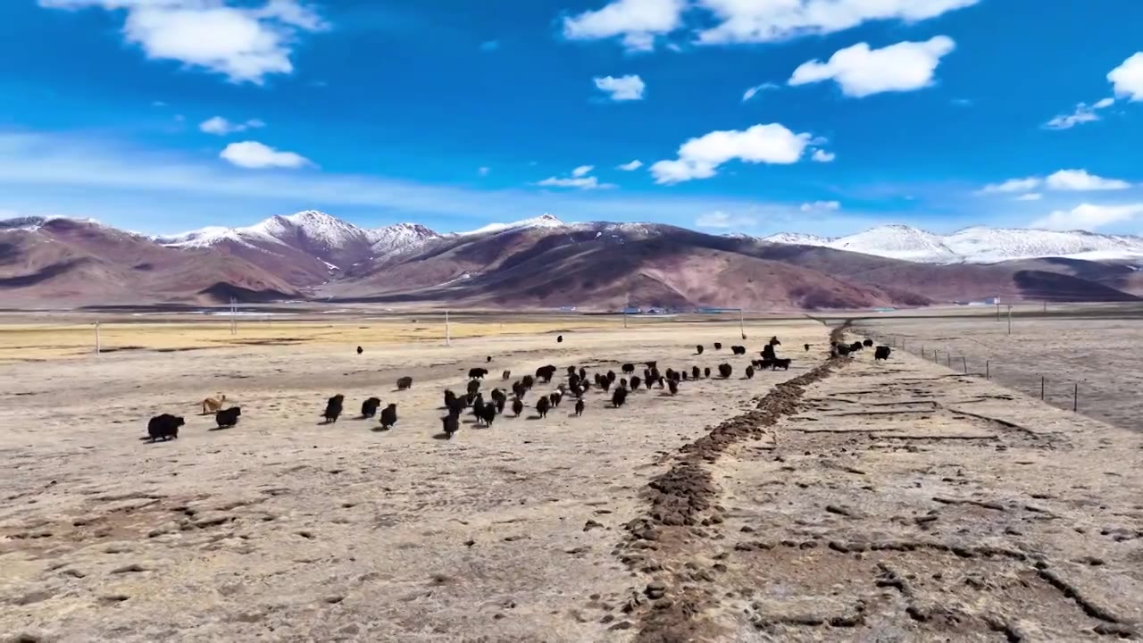 冬季高山牧场视频素材