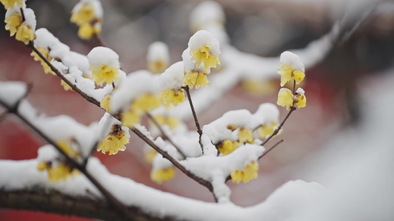 腊梅雪景特写慢镜视频下载