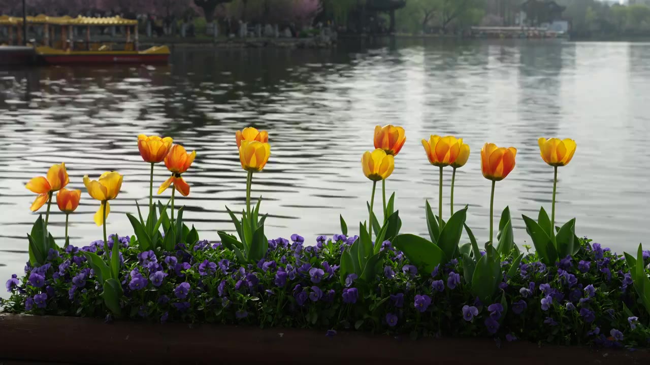 南京莫愁湖公园郁金香花视频素材