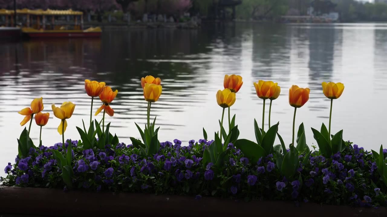 南京莫愁湖公园郁金香花视频下载