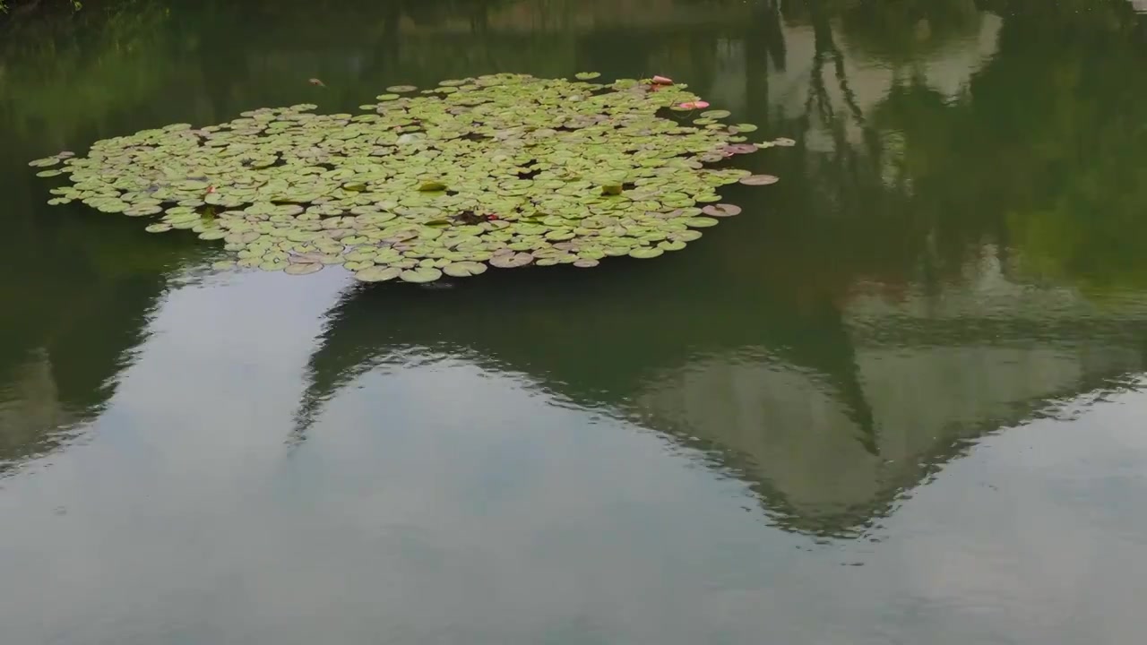 著名苏州园林网师园春天风景视频素材