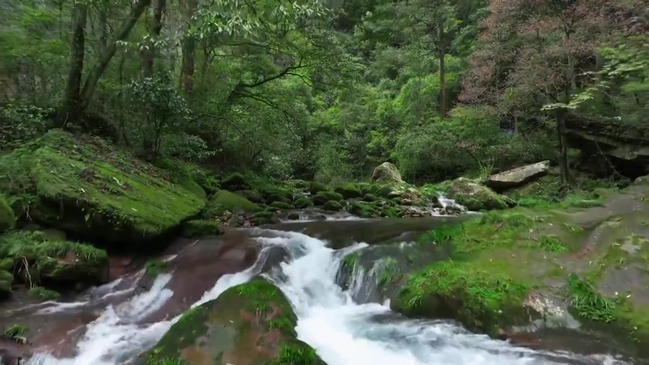 张家界金鞭溪溪水视频素材