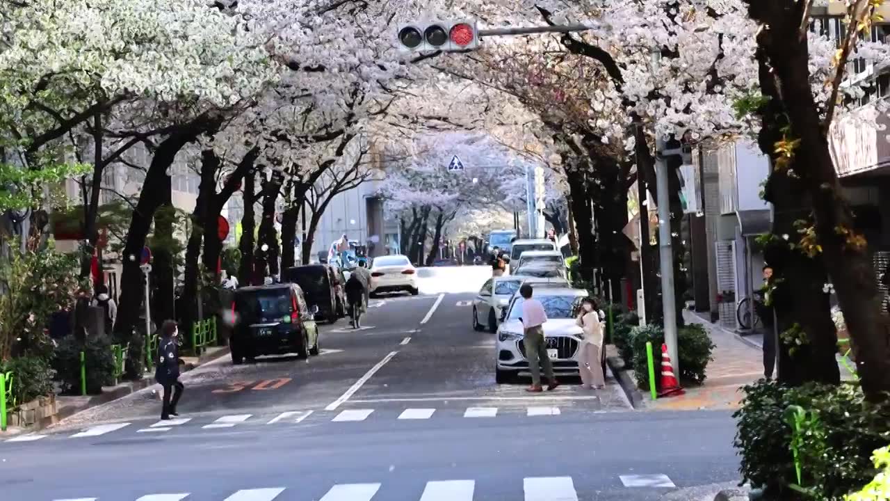 日本东京日本桥附近樱花满天的公路视频下载